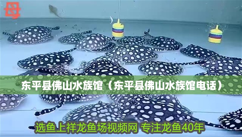 東平縣佛山水族館（東平縣佛山水族館電話）
