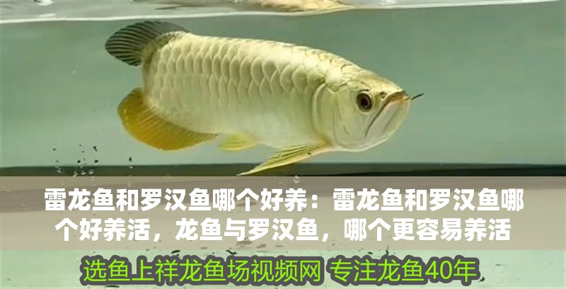 雷龍魚和羅漢魚哪個好養：雷龍魚和羅漢魚哪個好養活，龍魚與羅漢魚，哪個更容易養活