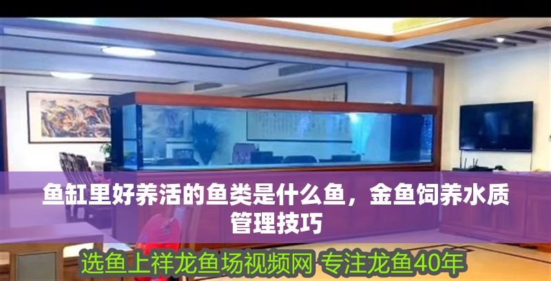 魚(yú)缸里好養(yǎng)活的魚(yú)類是什么魚(yú)，金魚(yú)飼養(yǎng)水質(zhì)管理技巧