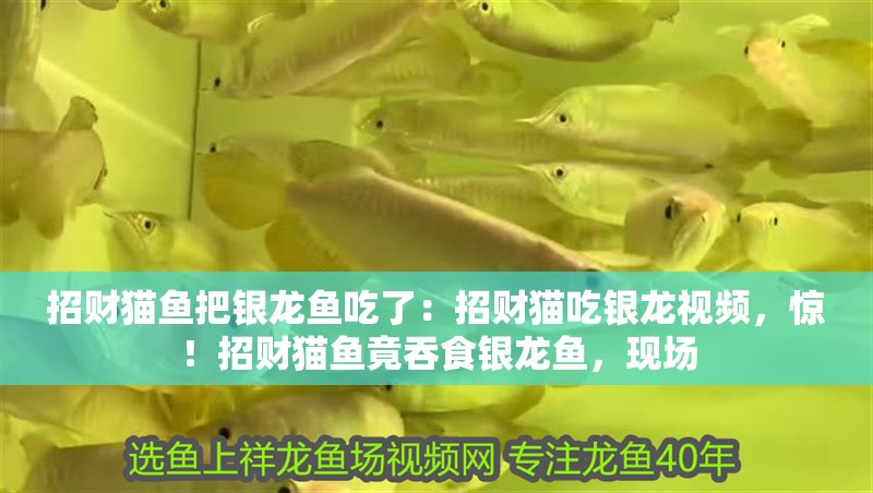 招財(cái)貓魚(yú)把銀龍魚(yú)吃了：招財(cái)貓吃銀龍視頻，驚！招財(cái)貓魚(yú)竟吞食銀龍魚(yú)，現(xiàn)場(chǎng)
