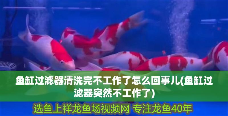魚缸過濾器清洗完不工作了怎么回事兒(魚缸過濾器突然不工作了)