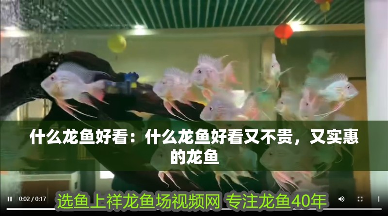 什么龍魚好看：什么龍魚好看又不貴，又實惠的龍魚