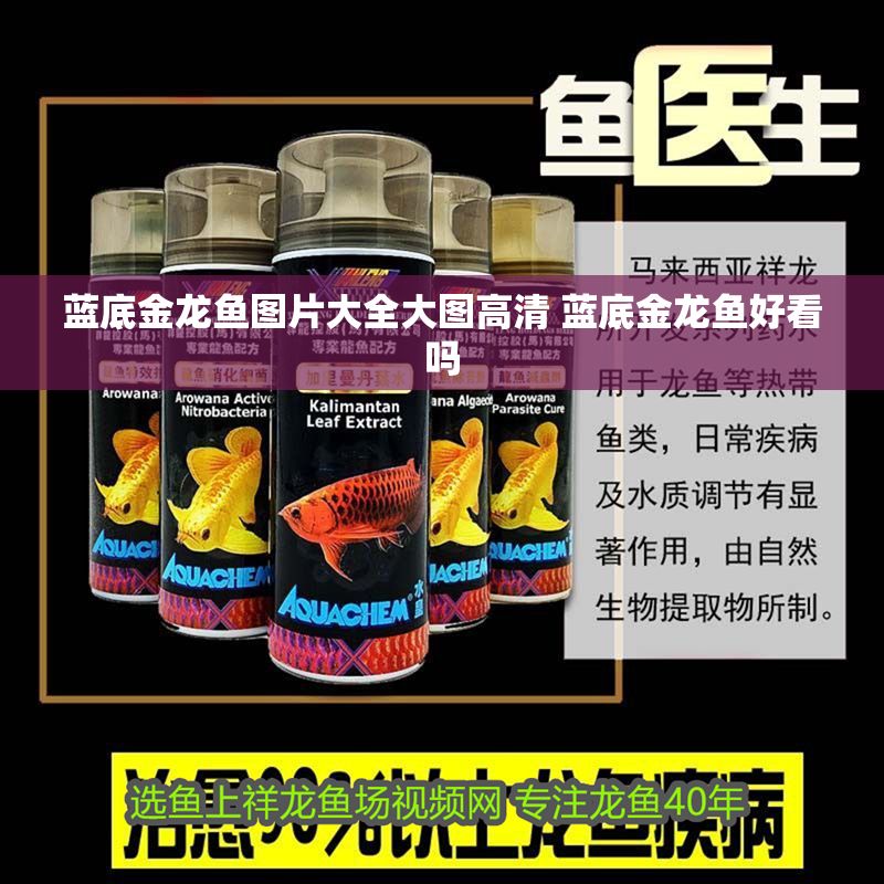 藍底金龍魚圖片大全大圖高清 藍底金龍魚好看嗎