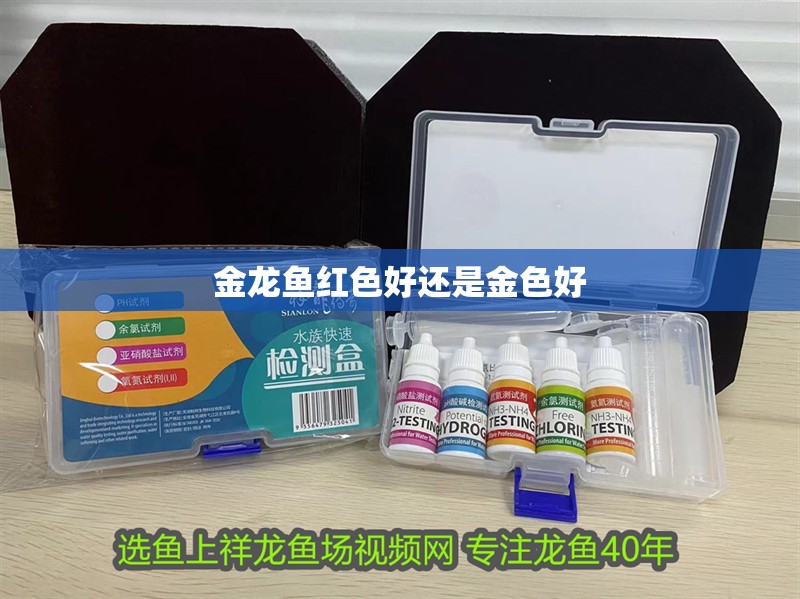 金龍魚紅色好還是金色好