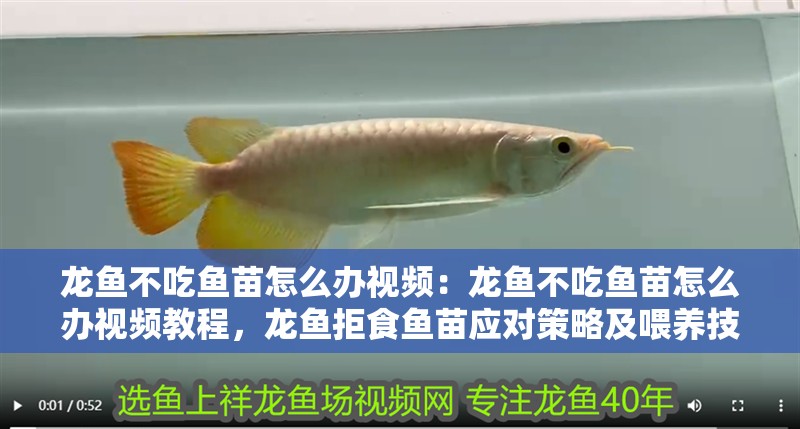 龍魚不吃魚苗怎么辦視頻:龍魚不吃魚苗怎么辦視頻教程,龍魚拒食魚苗應(yīng)對策略及喂養(yǎng)技巧詳解視頻 水族問答 龍魚不吃魚苗怎么辦視頻:龍魚不吃魚苗怎么辦視頻教程,龍魚拒食魚苗應(yīng)對策略及喂養(yǎng)技巧詳解視頻 龍魚不吃魚苗怎么辦視頻:龍魚不吃魚苗怎么辦視頻教程,龍魚拒食魚苗應(yīng)對策略及喂養(yǎng)技巧詳解視頻 水族問答