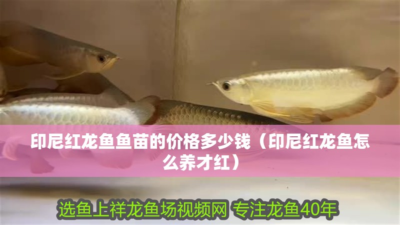 印尼紅龍魚魚苗的價(jià)格多少錢（印尼紅龍魚怎么養(yǎng)才紅）