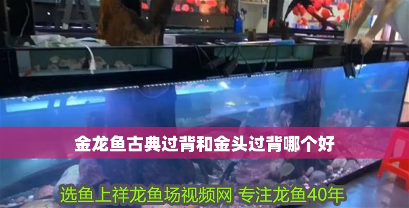 金龍魚古典過背和金頭過背哪個好