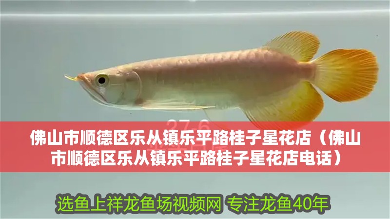 佛山市順德區樂從鎮樂平路桂子星花店（佛山市順德區樂從鎮樂平路桂子星花店電話）