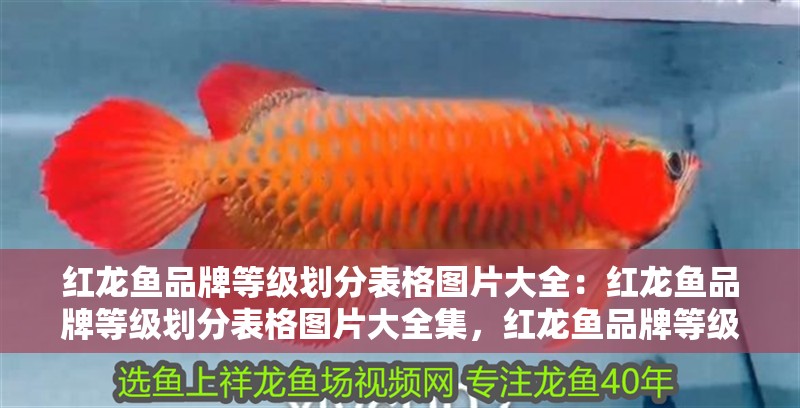 紅龍魚品牌等級劃分表格圖片大全：紅龍魚品牌等級劃分表格圖片大全集，紅龍魚品牌等級劃分表格圖片全