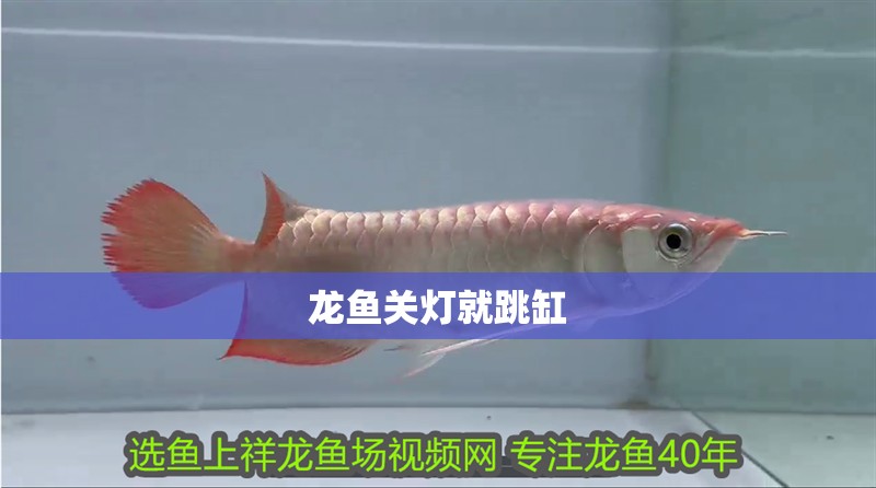 龍魚關燈就跳缸