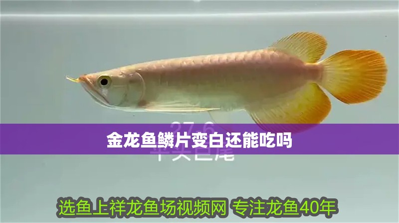 金龍魚鱗片變白還能吃嗎