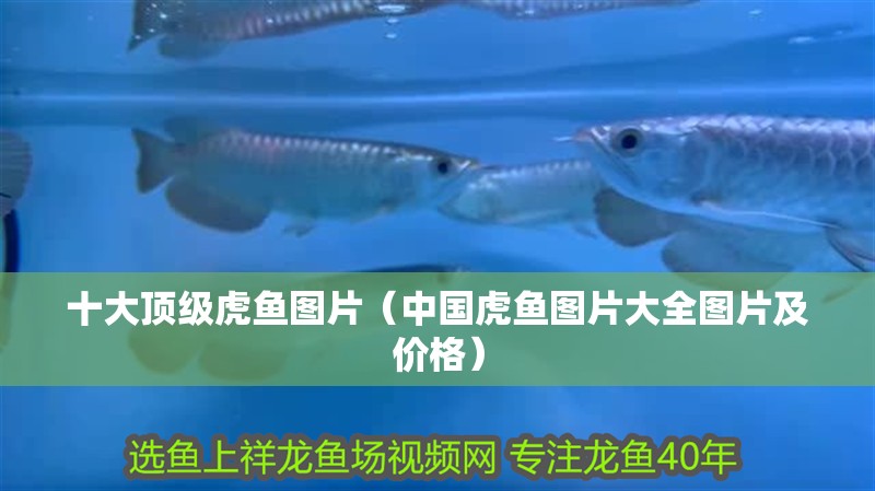 十大頂級虎魚圖片（中國虎魚圖片大全圖片及價格）