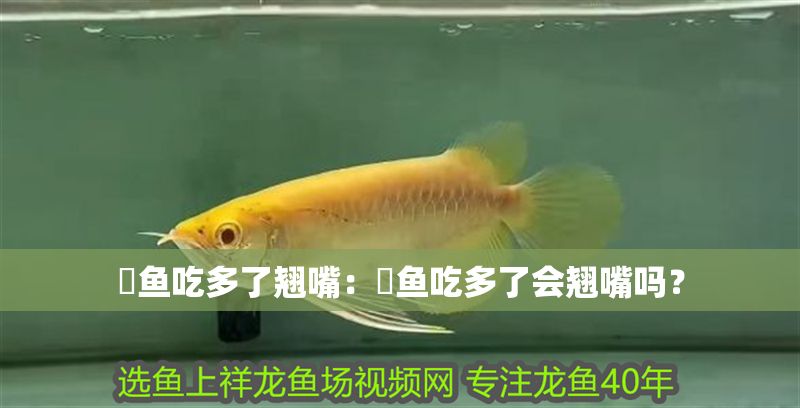 魟魚吃多了翹嘴：魟魚吃多了會翹嘴嗎？
