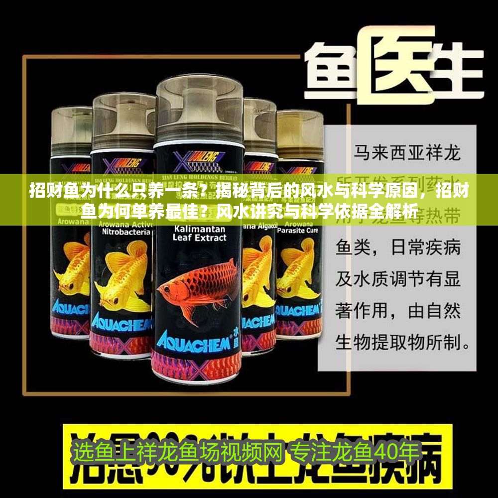 招財魚為什么只養(yǎng)一條？揭秘背后的風(fēng)水與科學(xué)原因，招財魚為何單養(yǎng)最佳？風(fēng)水講究與科學(xué)依據(jù)全解析