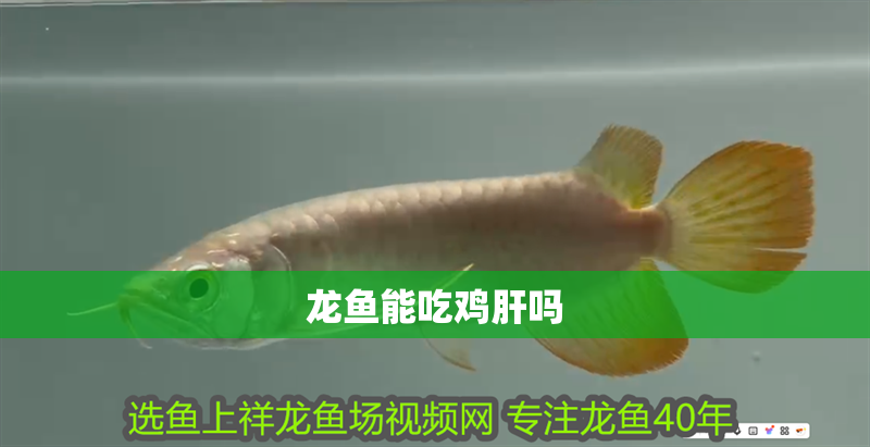 龍魚能吃雞肝嗎