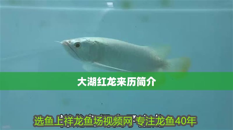 大湖紅龍來歷簡介