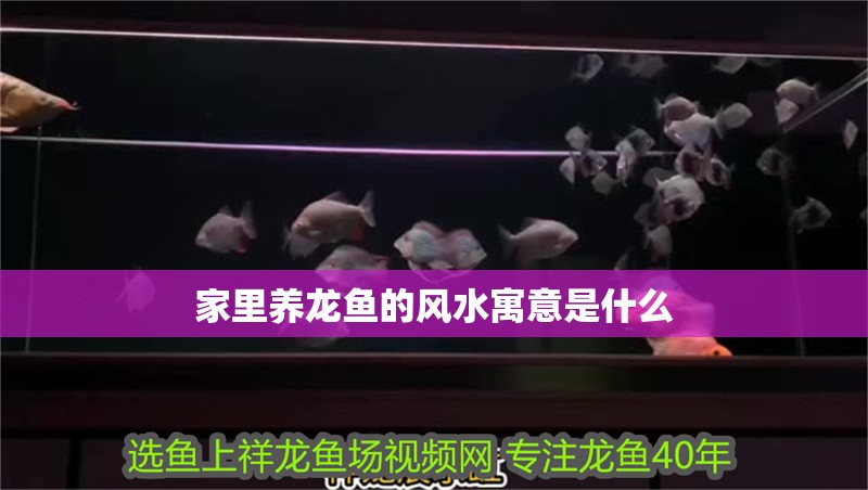 家里養龍魚的風水寓意是什么