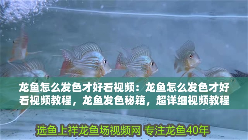 龍魚怎么發色才好看視頻：龍魚怎么發色才好看視頻教程，龍魚發色秘籍，超詳細視頻教程助你養出