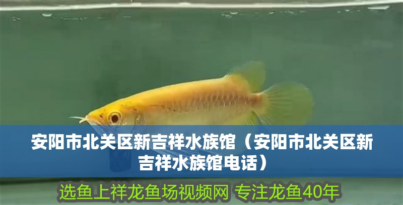 安陽市北關(guān)區(qū)新吉祥水族館（安陽市北關(guān)區(qū)新吉祥水族館電話）