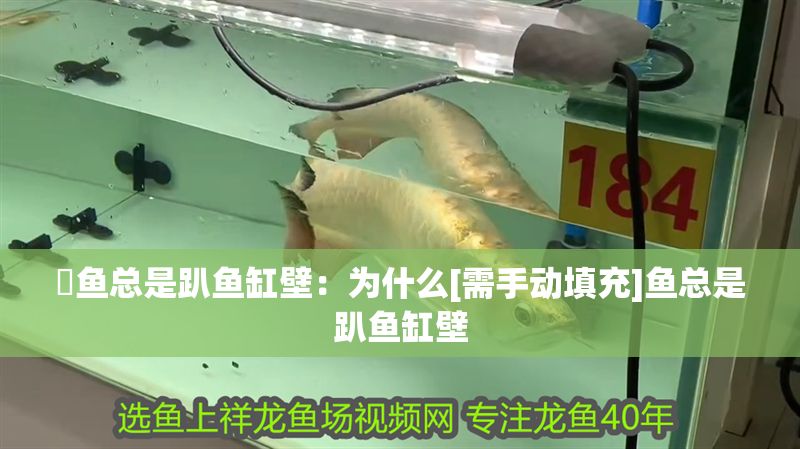 魟魚(yú)總是趴魚(yú)缸壁：為什么[需手動(dòng)填充]魚(yú)總是趴魚(yú)缸壁