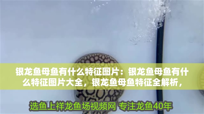銀龍魚母魚有什么特征圖片：銀龍魚母魚有什么特征圖片大全，銀龍魚母魚特征全解析，