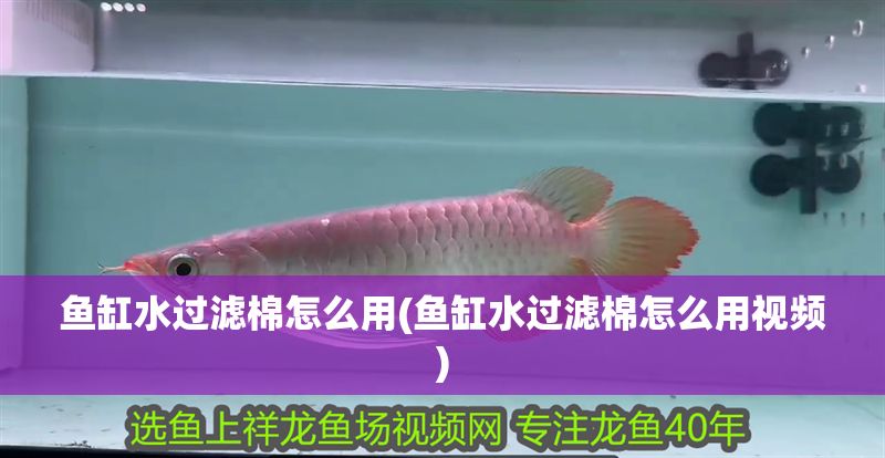 魚缸水過濾棉怎么用(魚缸水過濾棉怎么用視頻)