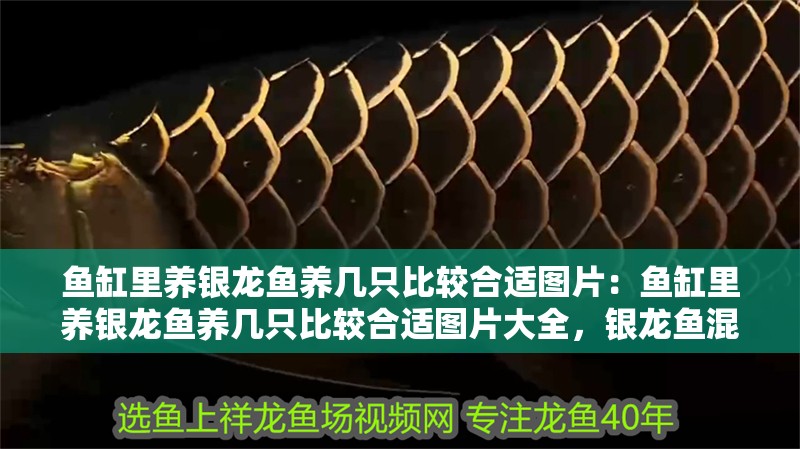 魚缸里養銀龍魚養幾只比較合適圖片：魚缸里養銀龍魚養幾只比較合適圖片大全，銀龍魚混養數量與魚缸搭配全攻略，圖片詳解