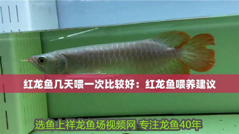 紅龍魚幾天喂一次比較好：紅龍魚喂養(yǎng)建議