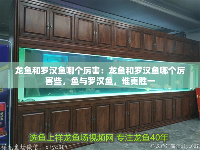 龍魚(yú)和羅漢魚(yú)哪個(gè)厲害：龍魚(yú)和羅漢魚(yú)哪個(gè)厲害些，魚(yú)與羅漢魚(yú)，誰(shuí)更勝一