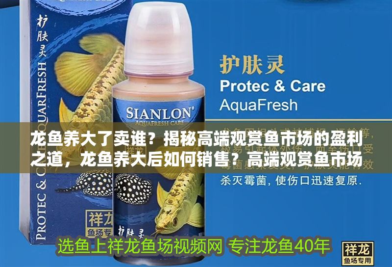 龍魚養大了賣誰？揭秘高端觀賞魚市場的盈利之道，龍魚養大后如何銷售？高端觀賞魚市場盈利全解析