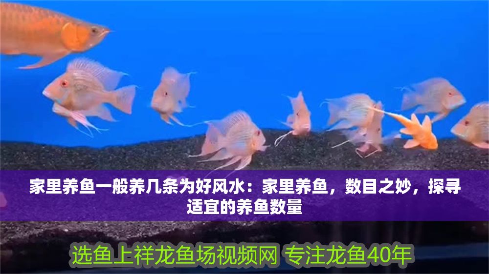 家里養魚一般養幾條為好風水：家里養魚，數目之妙，探尋適宜的養魚數量