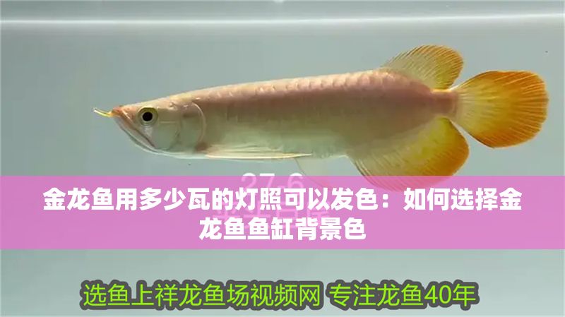 金龍魚用多少瓦的燈照可以發(fā)色：如何選擇金龍魚魚缸背景色