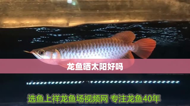 龍魚曬太陽好嗎 龍魚曬太陽好嗎 龍魚百科 第2張