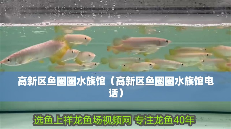 高新區魚圈圈水族館（高新區魚圈圈水族館電話）