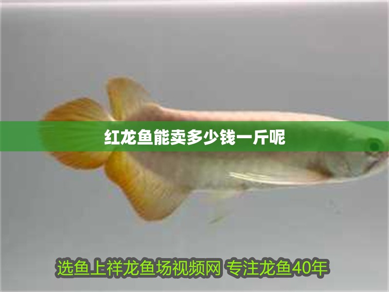 紅龍魚能賣多少錢一斤呢