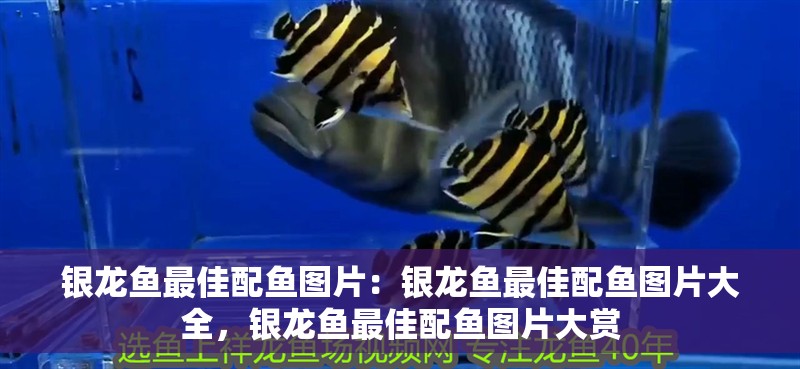 銀龍魚最佳配魚圖片：銀龍魚最佳配魚圖片大全，銀龍魚最佳配魚圖片大賞 銀龍魚最佳配魚圖片：銀龍魚最佳配魚圖片大全，銀龍魚最佳配魚圖片大賞 水族問答