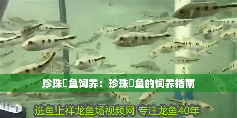 珍珠魟魚飼養：珍珠魟魚的飼養指南