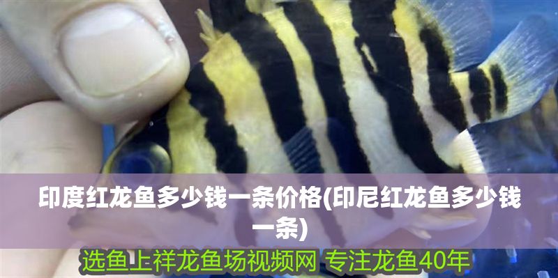 印度紅龍魚多少錢一條價格(印尼紅龍魚多少錢一條)
