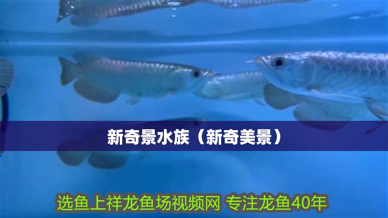 新奇景水族（新奇美景）