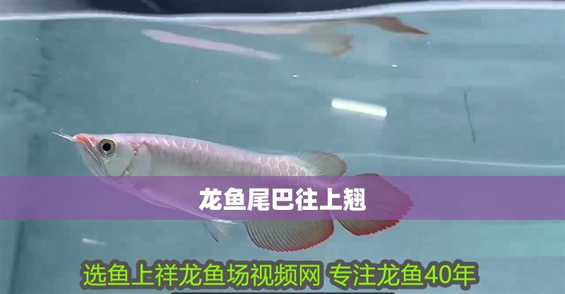 龍魚尾巴往上翹