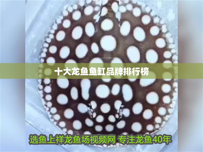十大龍魚魚缸品牌排行榜