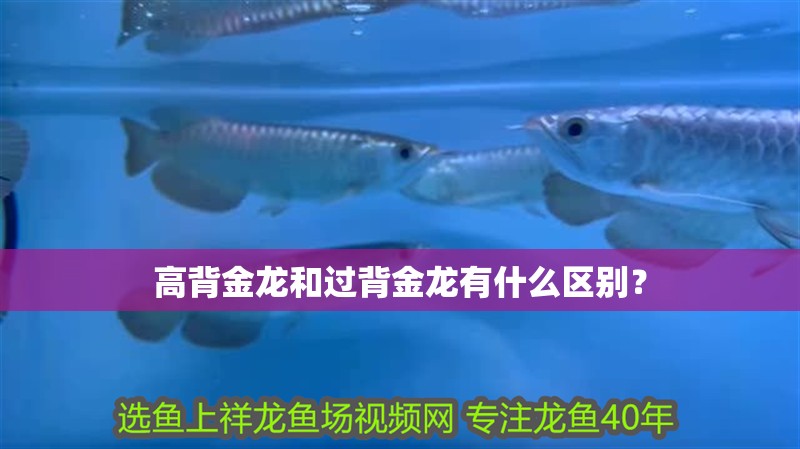 高背金龍和過背金龍有什么區(qū)別？