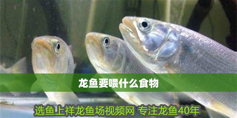 龍魚要喂什么食物