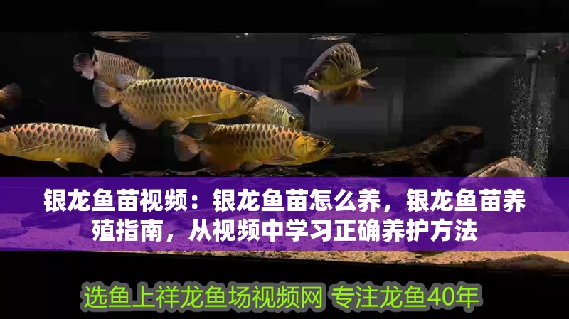 銀龍魚苗視頻：銀龍魚苗怎么養，銀龍魚苗養殖指南，從視頻中學習正確養護方法