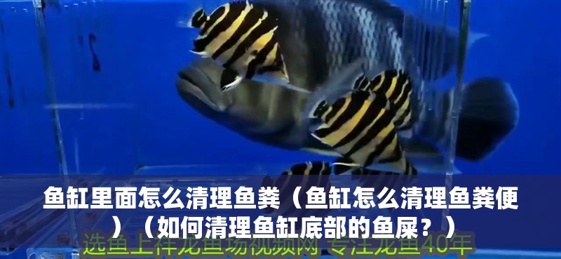 魚缸里面怎么清理魚糞（魚缸怎么清理魚糞便）（如何清理魚缸底部的魚屎？）