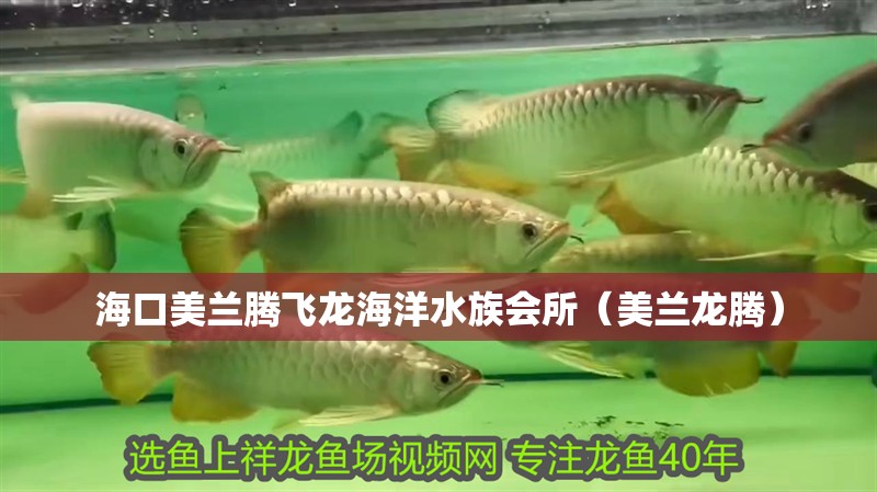 海口美蘭騰飛龍海洋水族會所（美蘭龍騰）