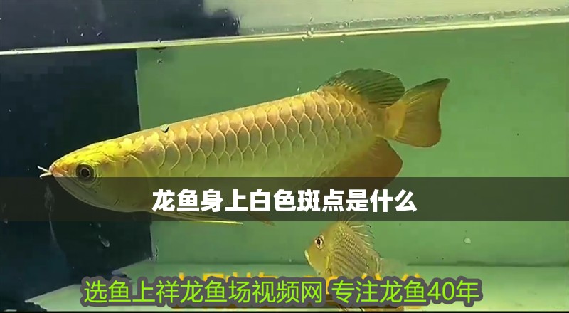 龍魚身上白色斑點是什么