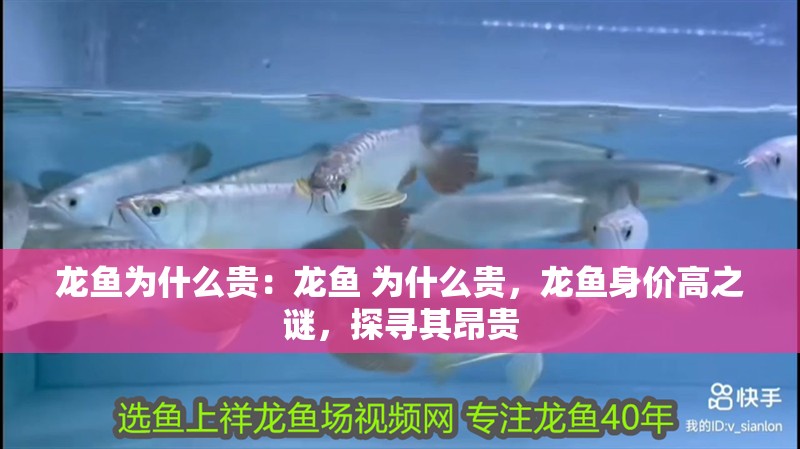 龍魚(yú)為什么貴：龍魚(yú) 為什么貴，龍魚(yú)身價(jià)高之謎，探尋其昂貴