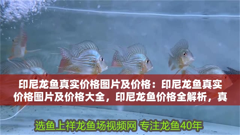 印尼龍魚真實價格圖片及價格：印尼龍魚真實價格圖片及價格大全，印尼龍魚價格全解析，真實圖片