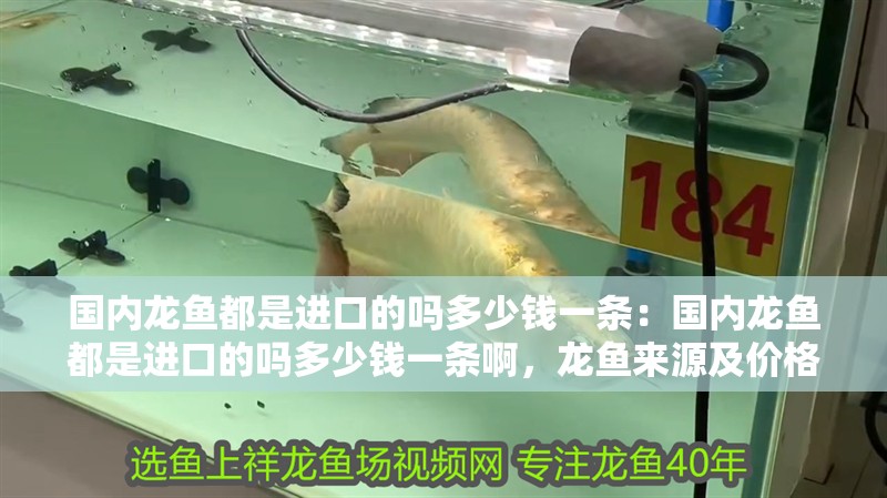 國內(nèi)龍魚都是進(jìn)口的嗎多少錢一條：國內(nèi)龍魚都是進(jìn)口的嗎多少錢一條啊，龍魚來源及價(jià)格探秘，是否皆為進(jìn)口？一條